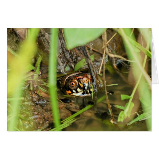 Box Turtle and Tadpoles (Front Horizontal)