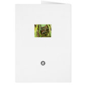 Box Turtle and Tadpoles Cards (Back)