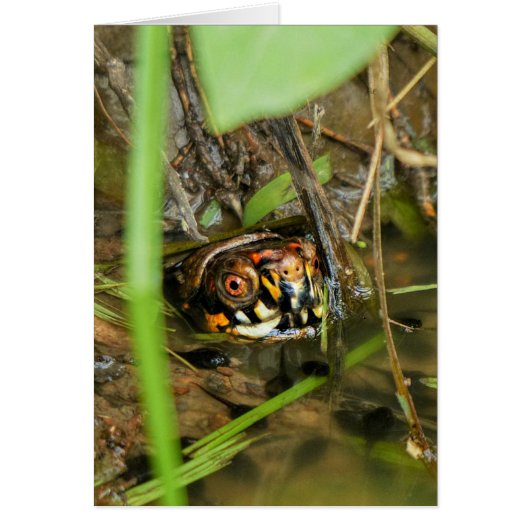 Box Turtle and Tadpoles Cards (Front)