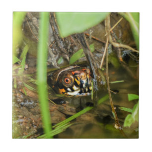 Box Turtle and Tadpoles Ceramic Tile
