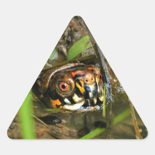 Box Turtle and Tadpoles Triangle Sticker