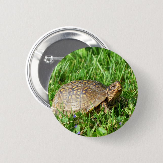 Box Turtle Button (Front & Back)