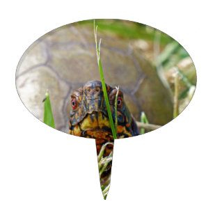 Box Turtle Cake Topper