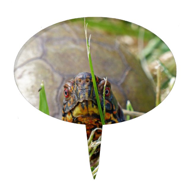 Box Turtle Cake Topper (Front)