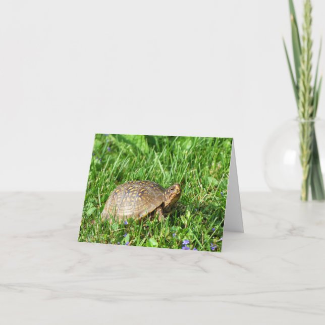 Box Turtle Card (Front)