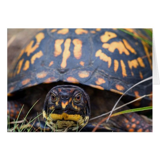Box Turtle Cards (Front Horizontal)