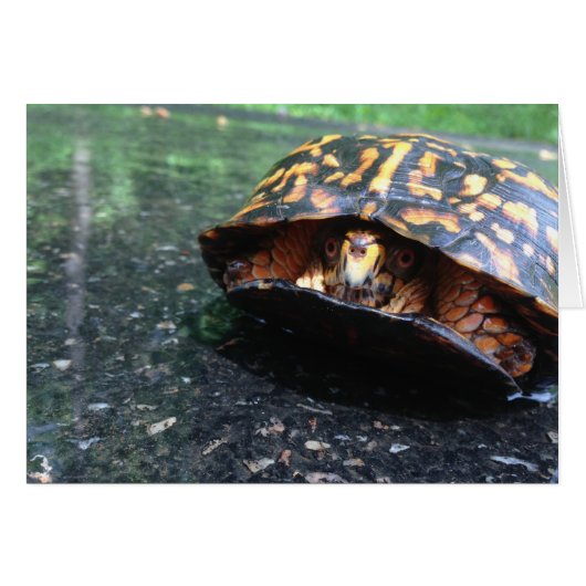 Box Turtle Cards (Front Horizontal)
