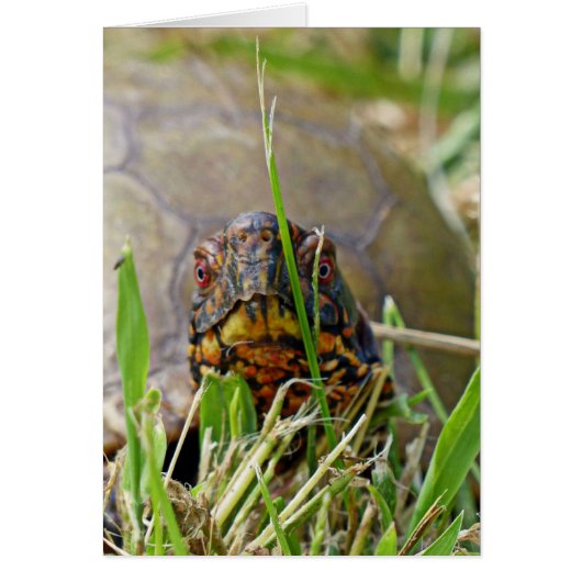 Box Turtle Cards (Front)