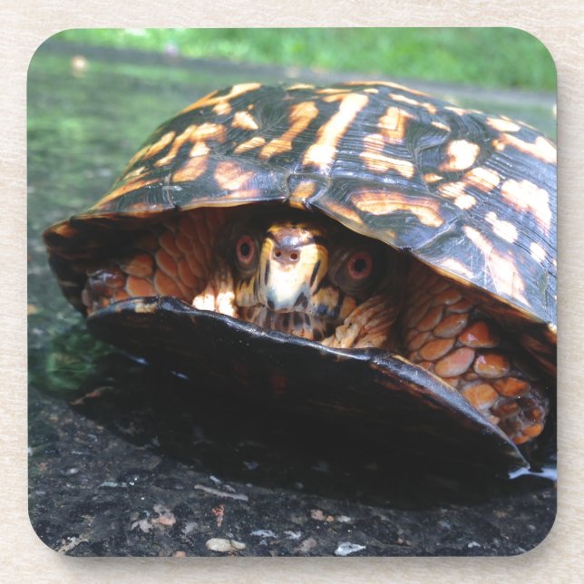 Box Turtle Drink Coaster (Front)