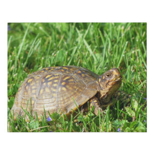 Box Turtle Faux Canvas Print
