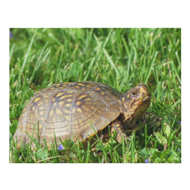 Box Turtle Faux Canvas Print (Front)