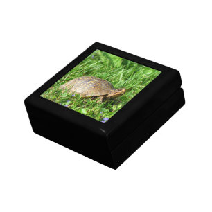 Box Turtle Gift Box