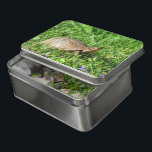 Box Turtle  Jigsaw Puzzle<br><div class="desc">A Box Turtle in my yard amongst the wild violets.</div>