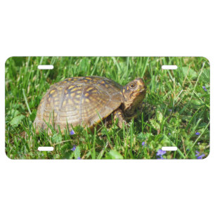 Box Turtle License Plate