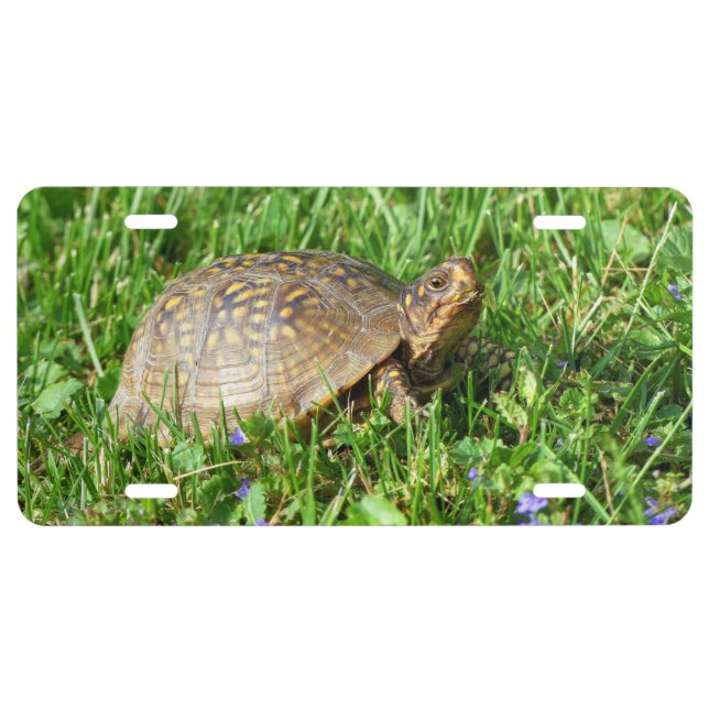 Box Turtle License Plate (Front)