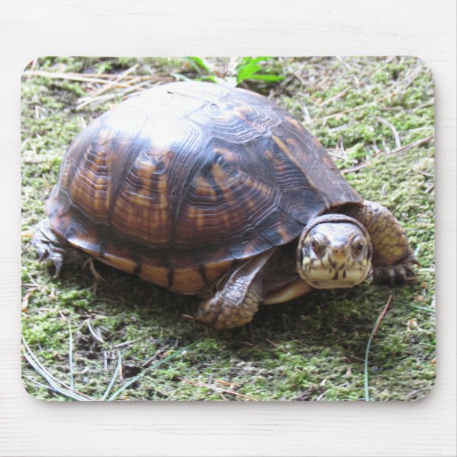 Box Turtle - Mossy Path Mouse Pad (Front)