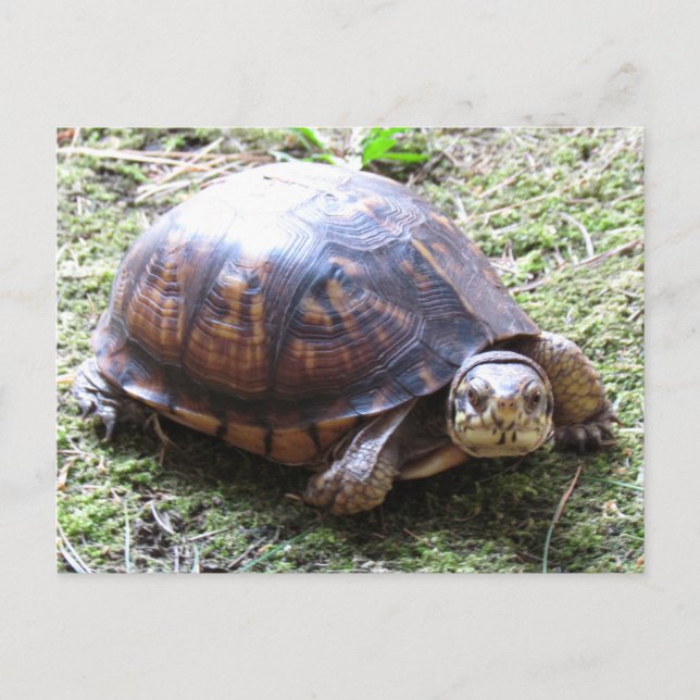 Box Turtle - Mossy Path Postcard (Front)