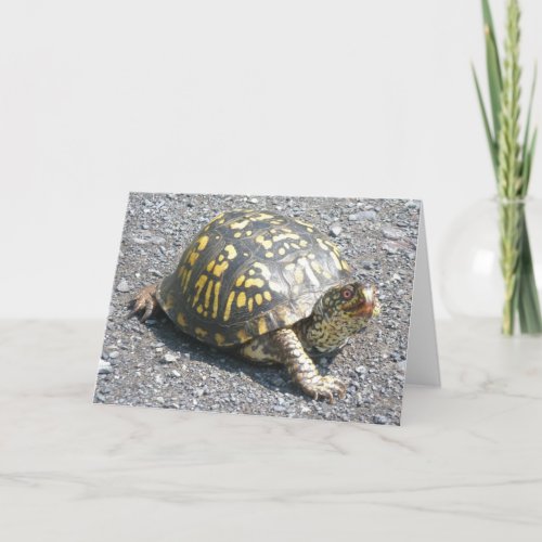 Box Turtle Note Card