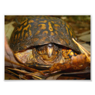 Box Turtle Photo Print