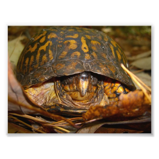 Box Turtle Photo Print (Front)
