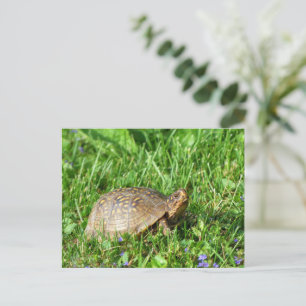 Box Turtle Postcard