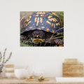 Box Turtle Poster | Zazzle