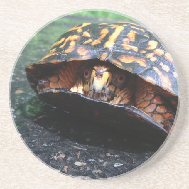 Box Turtle Sandstone Coaster (Front)
