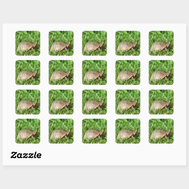 Box Turtle Square Sticker (Sheet)