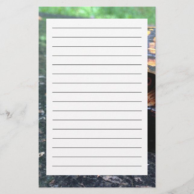 Box Turtle Stationery (Front)