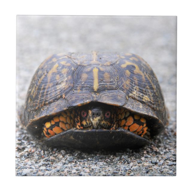 Box Turtle Tile (Front)