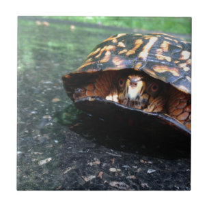 Box Turtle Tile