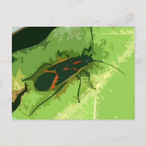 Boxelder Bug Postcard