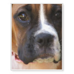 boxer-11 temporary tattoos