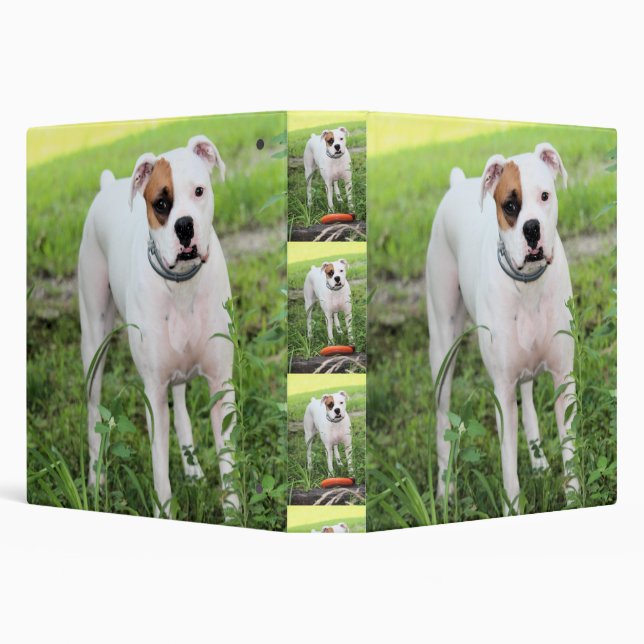Boxer 3 Ring Binder (Background)