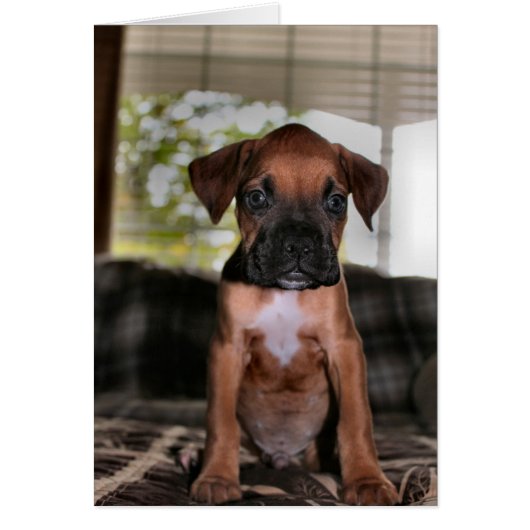 Boxer baby cards (Front)