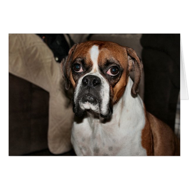 Boxer Cards (Front Horizontal)
