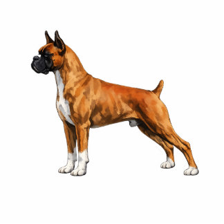 Boxer Cutout