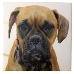 BOXER DOG 2, Pet Love, Best Friend KEEPSAKE Ceramic Tile
