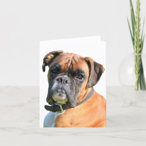 Boxer dog beautiful photo greetings card