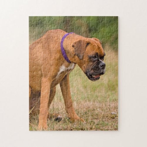 Boxer dog beautiful photo jigsaw puzzle