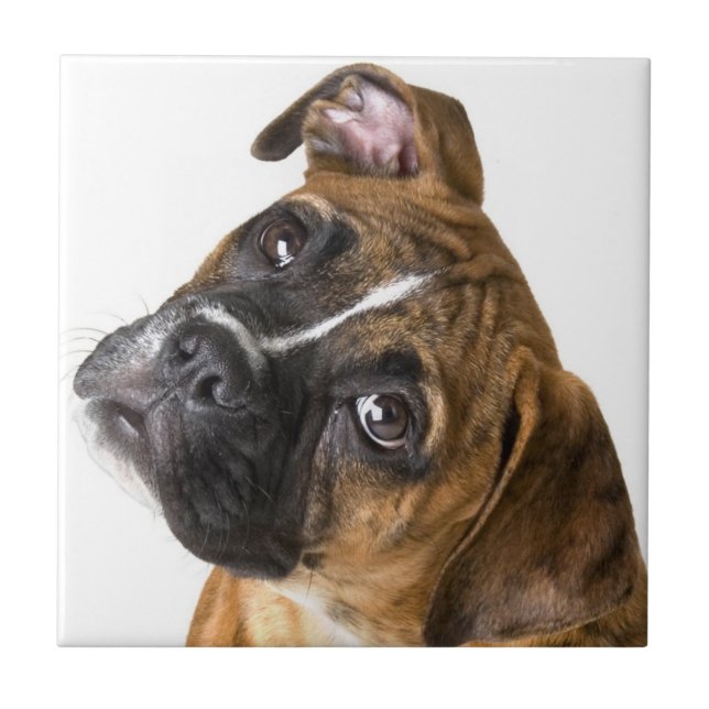Boxer dog decorative tile (Front)