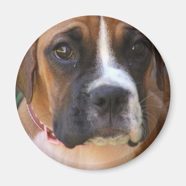 Boxer Dog Design Magnet (Front)