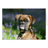 Boxer Dog Headshot (Front Horizontal)