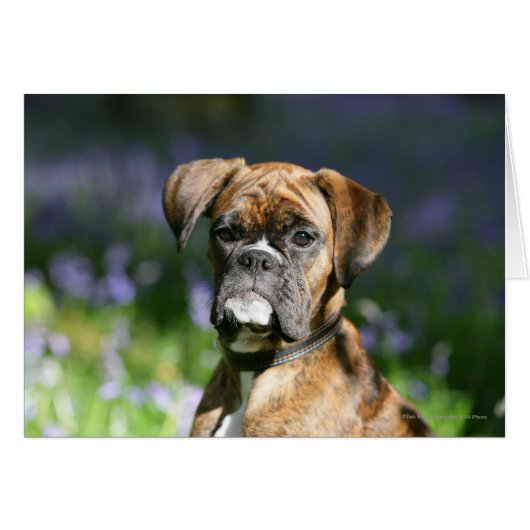 Boxer Dog Headshot (Front Horizontal)