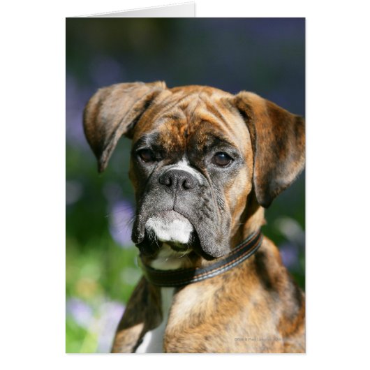 Boxer Dog Headshot Cards (Front)