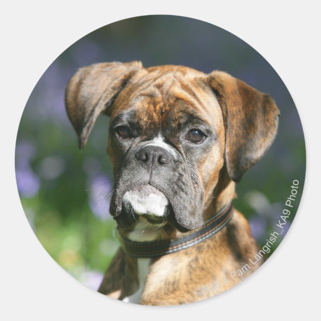 Boxer Dog Headshot Classic Round Sticker (Front)