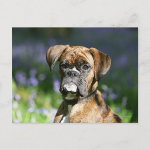 Boxer Dog Headshot Postcard