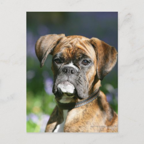 Boxer Dog Headshot Postcard