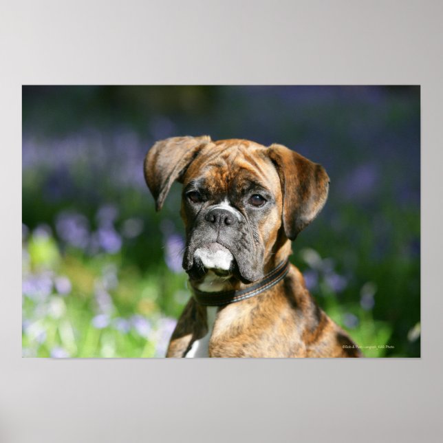 Boxer Dog Headshot Poster (Front)