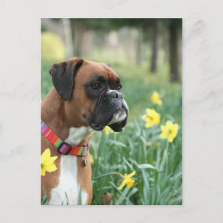 Boxer Dog in Daffodils Postcard